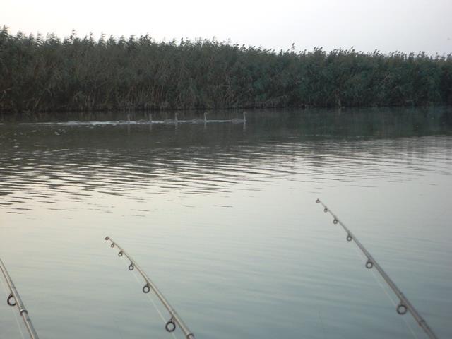 Doar ...  NATURA - dsc00898.JPG